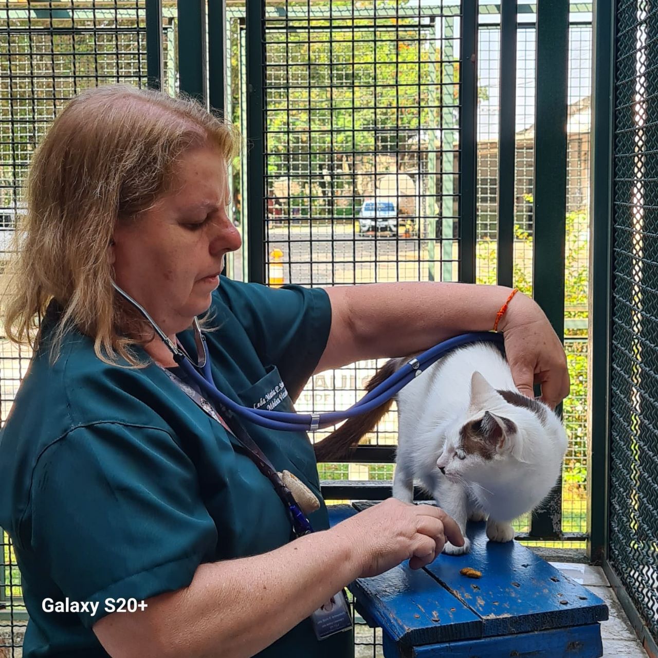 Na imagem, a veterinária Leda está examinando um gato, branco com manchas marrons, com um estetoscópio, num espaço protegido por grades